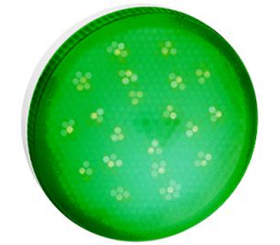 Ecola GX53   LED color  8,0W Tablet 220V Green Зеленый матовое стекло (композит) 28x74 - Олимп-Зеленоград